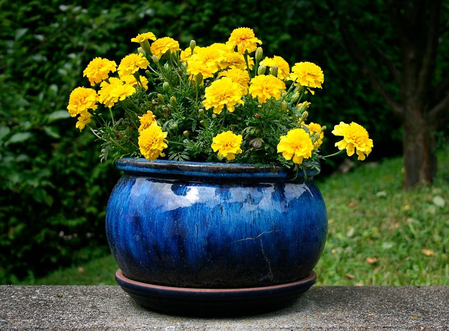 un conjunto de tiesto y bandeja para recoger el agua de la planta, tambien tiene flores amarillas en su interior