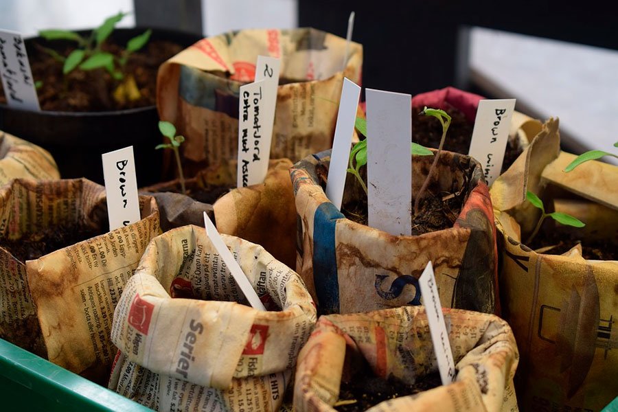 unas cuantas macetas de papel ecologico organico con diferentes tipos de plantas. tienen puesto el nombre en un trozo de papel