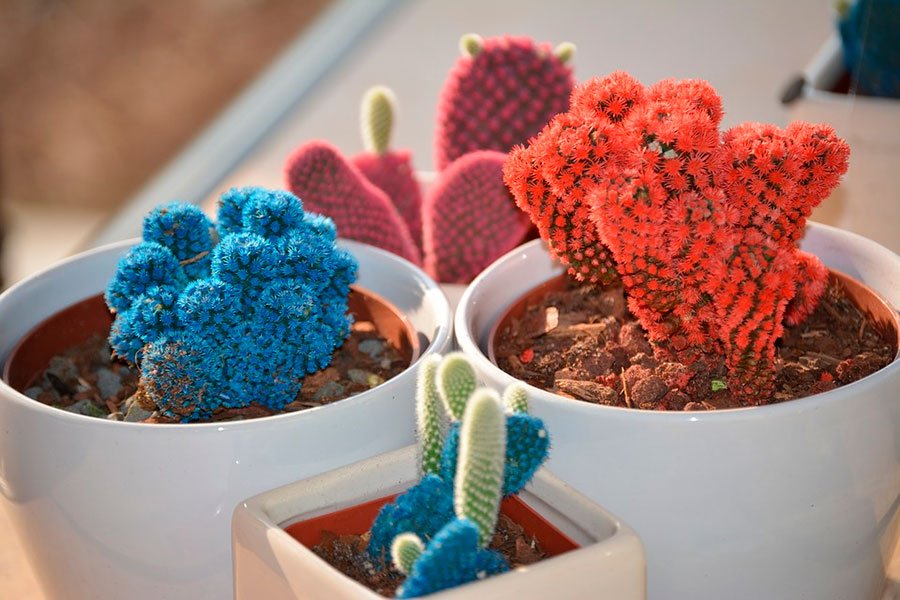 cactus de color azul y tojo metidos en maceteros de porcelana