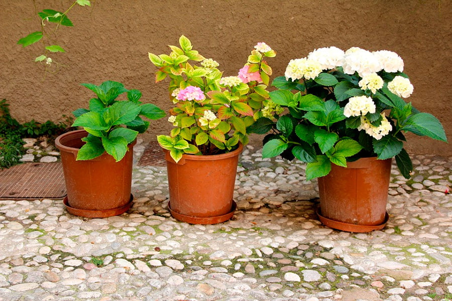 jardineras Exterior para Flores y Plantas idea-station Eco macetas plastico 6 x 10.8 cm maceteros Decorativos Interior 30% de Madera - Blanco