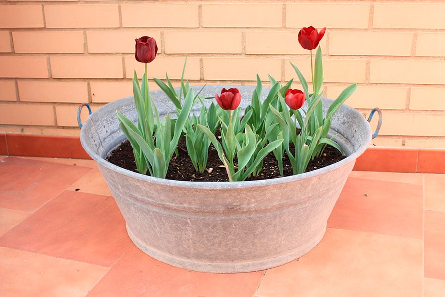 plantas de tulipanes en un macetero metalico de zinc, es un macetero grande de metal