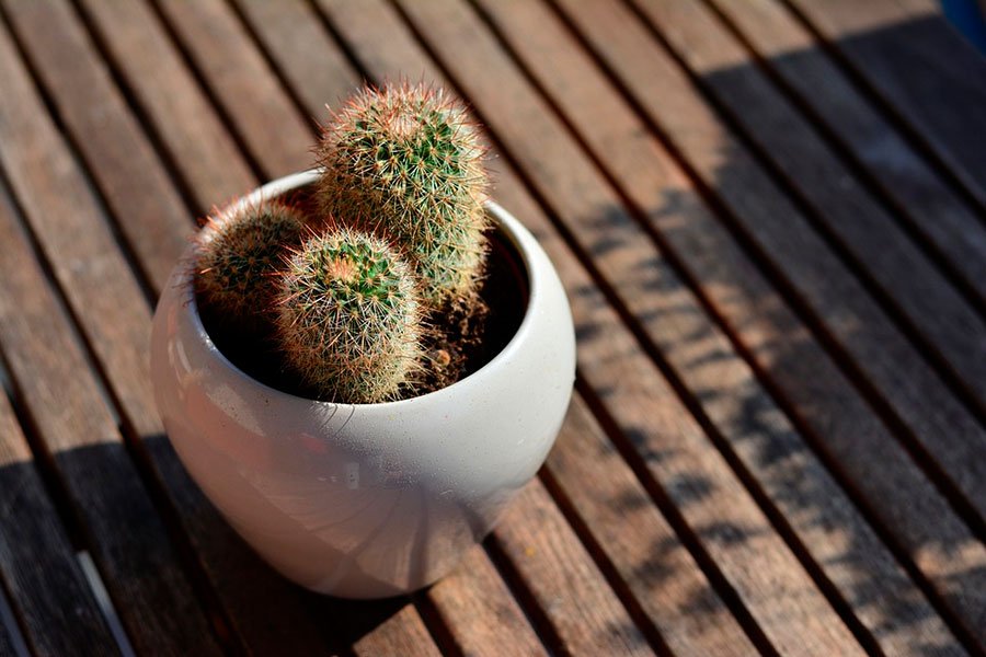 cactus plantado en una maceta pequeña de ceramica blanca