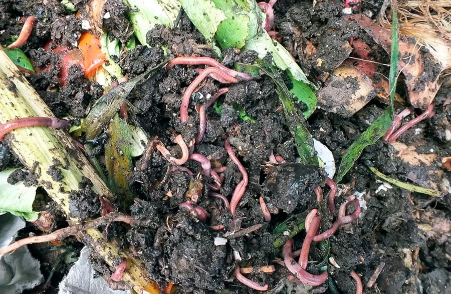 lombrices ingiriendo alimentos organicos dentro del compostador de gusanos.