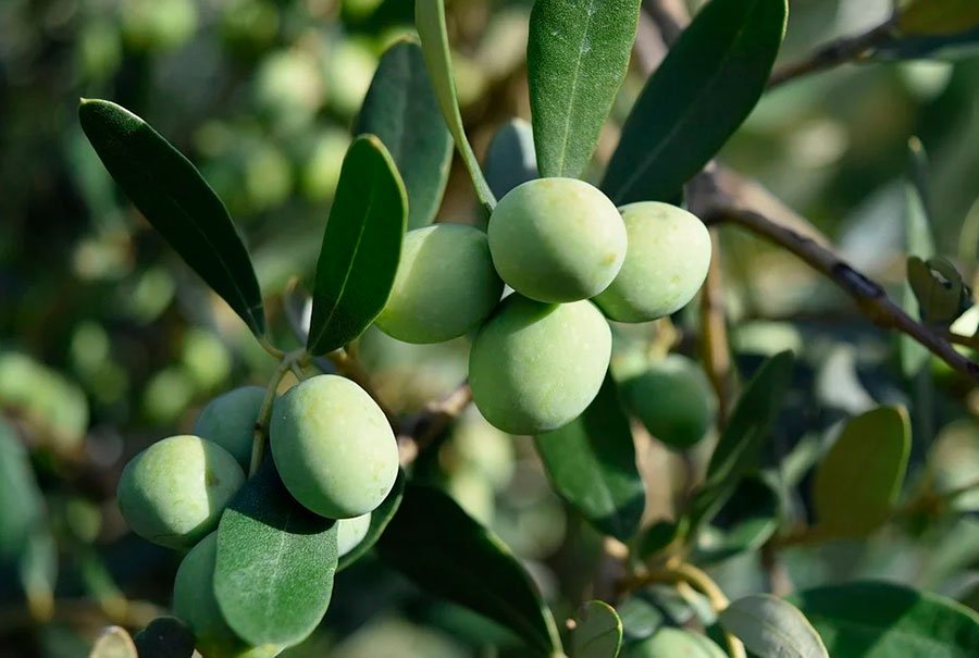 Este olivo de variedad picual tiene las aceitunas verdes. Ahora es momento de empezar a abonar con nitrofosca con alto contenido en potasa o potasio.