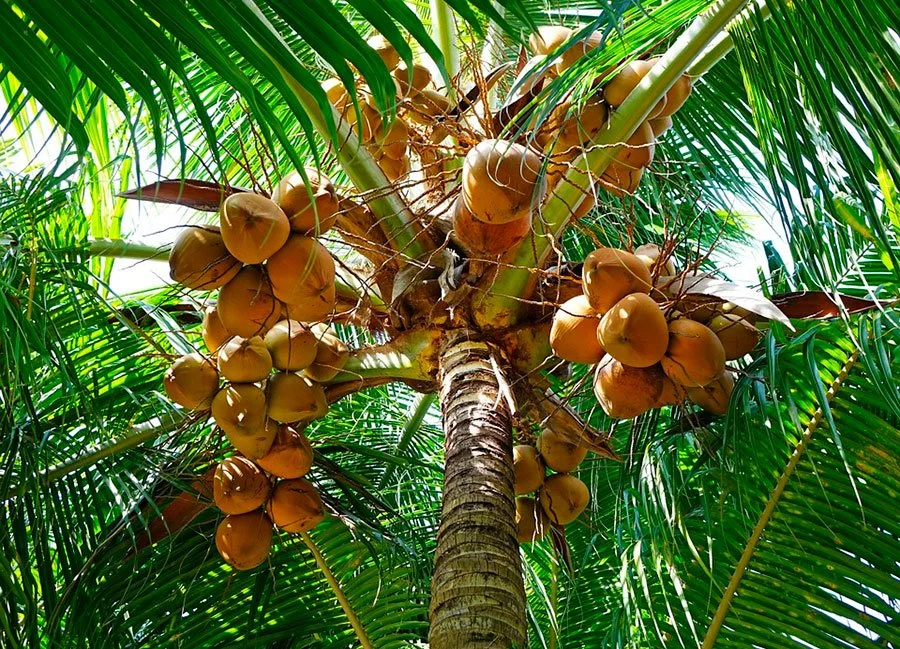 una palmera cargada de cocos casi maduros.