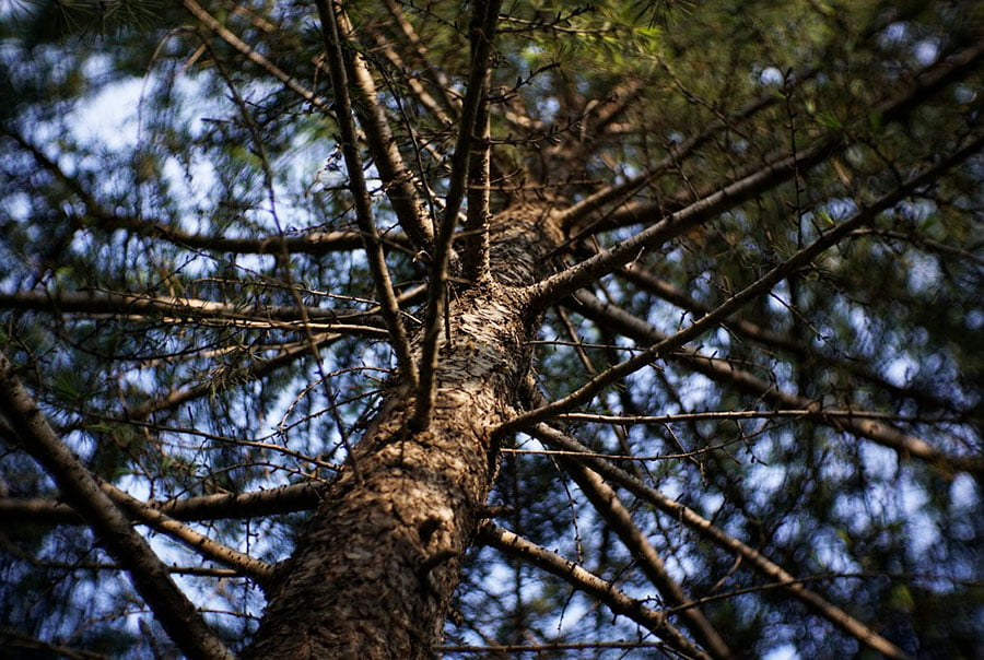 vista de un pino desde abajo. Tiene muchas ramas.