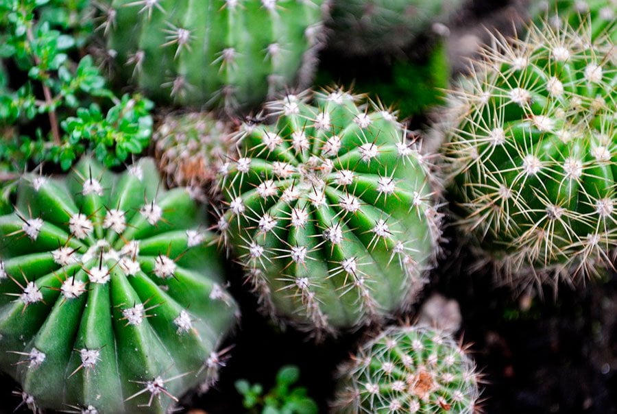 Varios cactus bien gorditos en una bandeja de cultivo. Están sanos y de color verde porque tienen el mejor sustrato para cactus.