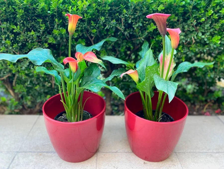 Dos macetas con flores rojas y hojas verdes. Son de resina y tienen un brillo espectacular. No se si son de ikea o del Leroy Merlín.