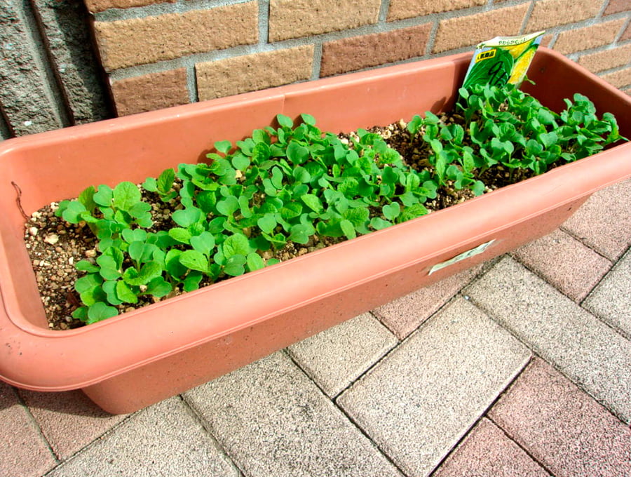 Una jardinera de plástico de color terracota, con hierbas aromáticas. Está en el patio de una casa.