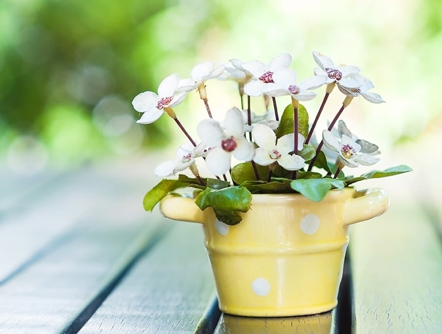 Un macetero o tiesto de cerámica amarillo. Tiene algunos topos blancos y unas flores blancas en su interior.