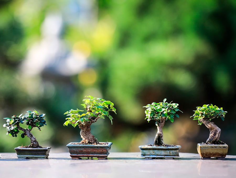 Cuatro bonsais en macetas japonesas de bajo perfil.