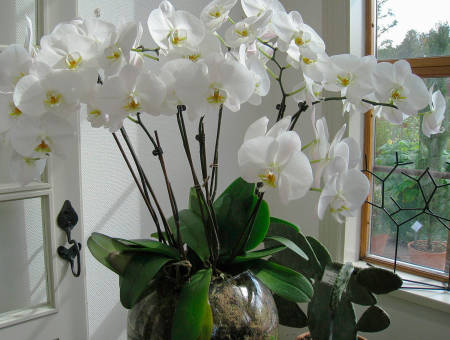 Un tiesto transparente con orquideas en flor blancas.