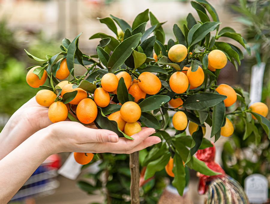 Un naranjo chino repleto de fruta. El kumquat, aunque sea de pequeño tamaño, saca una fruta de increíble sabor.