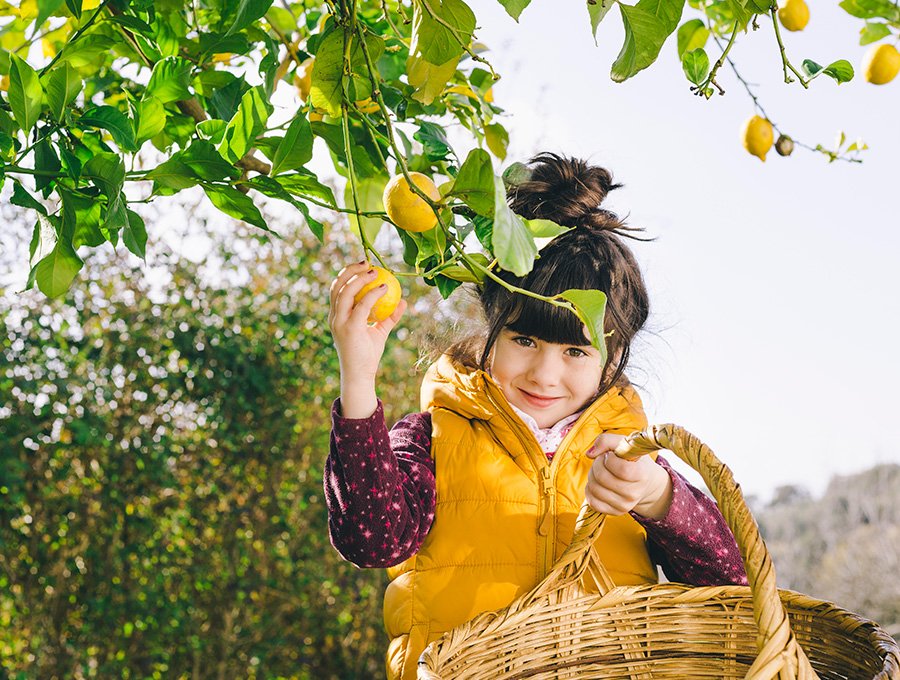 Esta niña está cogiendo algunos limones del limonero grande que tiene plantado en el huerto de casa. Los está metiendo dentro de una cesta de mimbre.