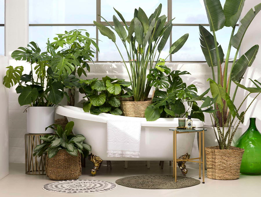 Muchas plantas con distintos tipos de soportes para plantas. Hay plantas hasta dentro de una bañera blanca. Algunos en mimbre, otros en forja y alguno en pedestal.