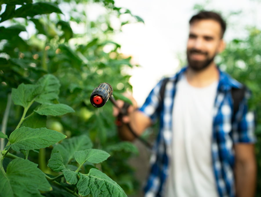 Hombre sonriente aplica abono foliar con una mochila sulfatadora a su cultivo de hortalizas.