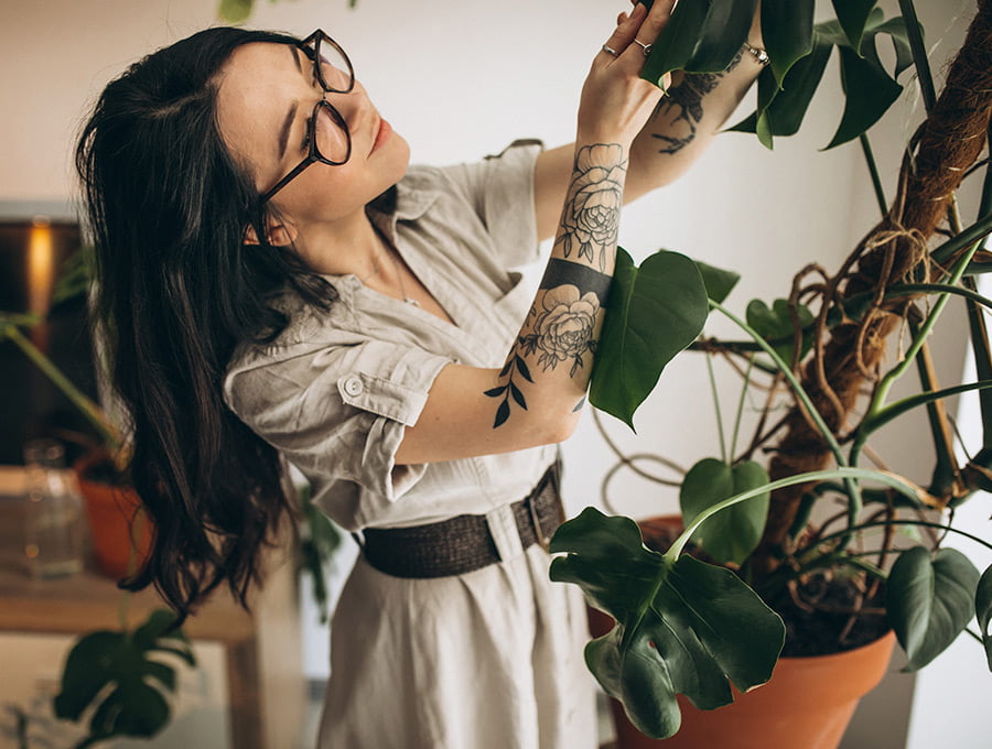 Esta mujer está revisando y quitando algunas hojas secas de su planta grande con tronco de brasil. Lleva unos bonitos tatuajes en el brazo. Está en el comedor de su casa.