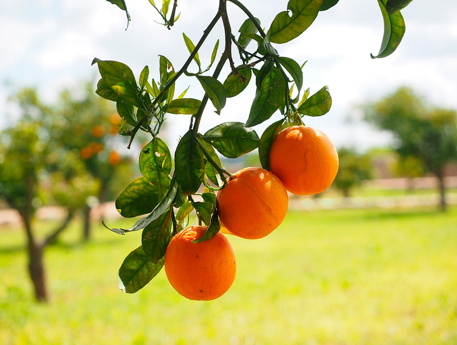 Finca con naranjos llenos de naranjas. Están listas para ser cosechadas. Se nota que han sido bien abonadas con fertilizante soluble y granulado.