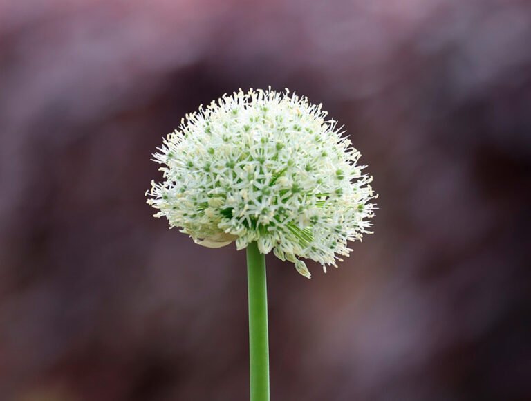 La flor de una cebolla cargada de semillas. Es el tallo principal.