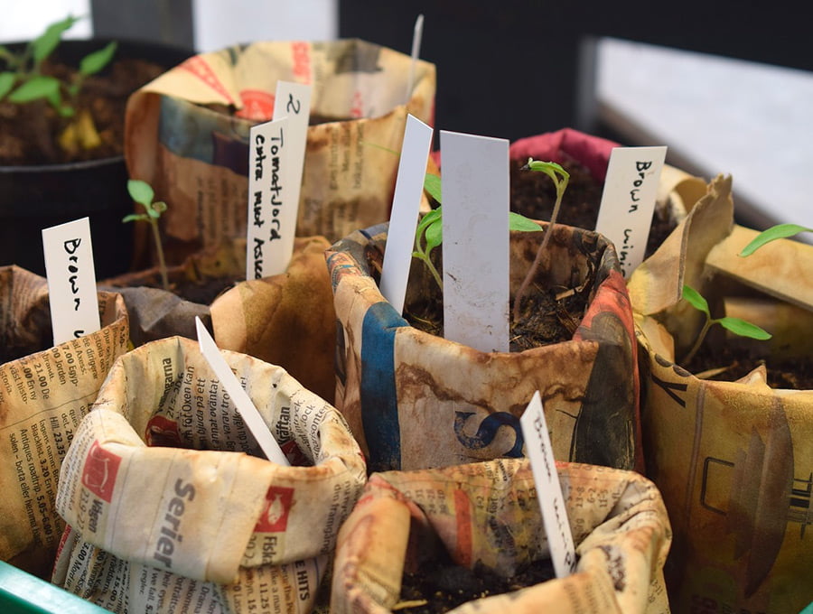 Algunas macetas fabricadas con papel de periódico. Cada una tiene distintas plantas o brotes pequeños.