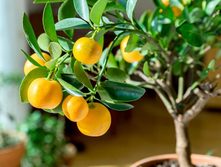 Un arbol frutal de naranjas dentro de una maceta grande en el patio de una casa. Tiene naranjas a punto de madurar.
