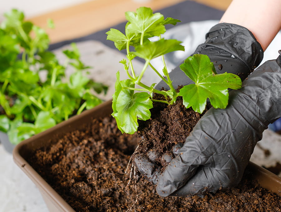 Una persona está plantando una planta en el interior de una maceta rectangular de gran altura. Es de plástico y color marrón claro.