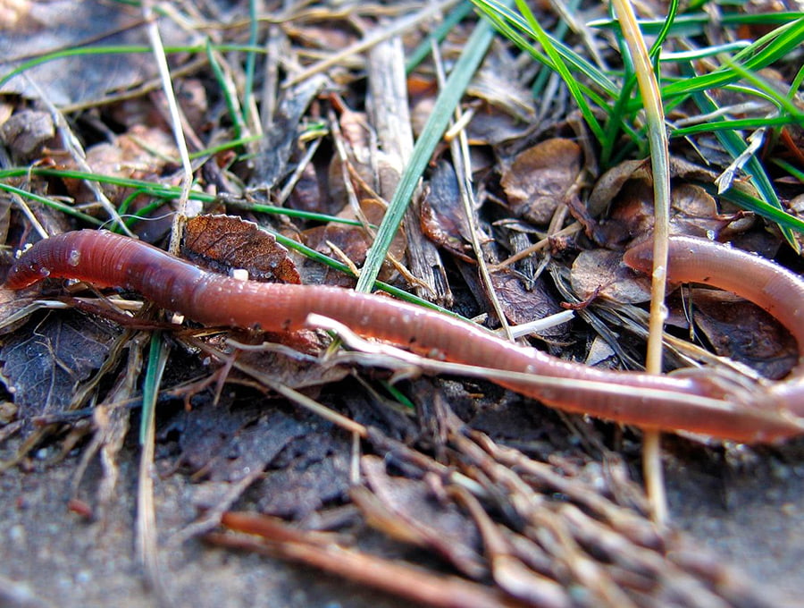 Una lombriz roja californiana se deja ver encima del compost. Hay materia orgánica y algo de césped que ha crecido. Es una lombriz adulta.