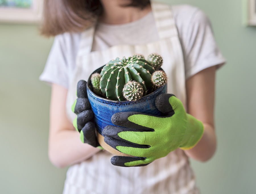 Esta mujer nos está enseñando el tipo de maceta que ha elegido ella para colocar su cactus. En esta ocasión es de cerámica de color azul y el cactus se ve sano y saludable.