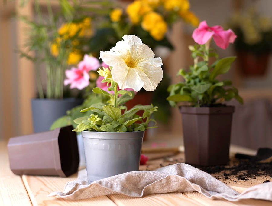 Encima de la mesa hay varias plantas recién trasplantadas en unas macetas pequeñas de mayor capacidad. Son plantas con flores blancas y rosas.