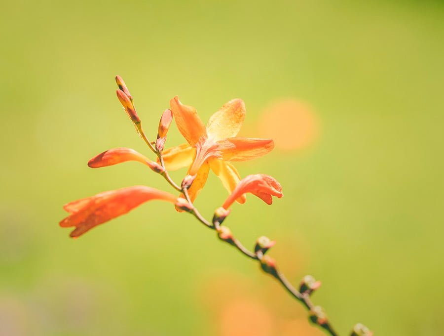 Vista de cerca de una flor de crocosmia de color rojo. Está en un jardín grande.
