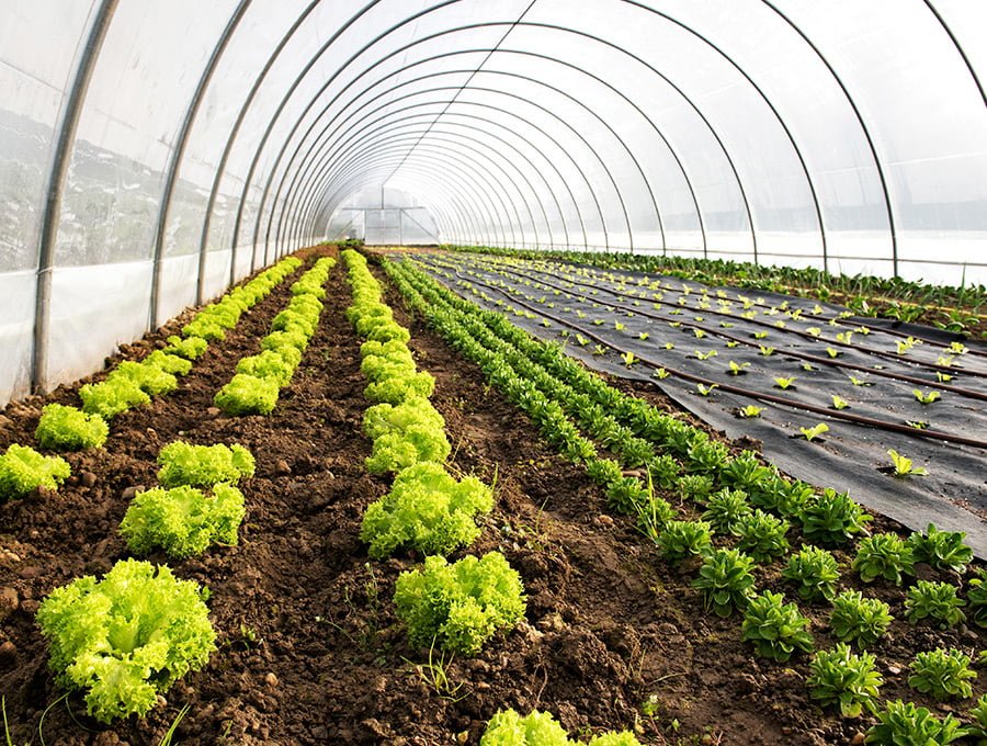 Este invernadero de tunel con techo de bóveda está lleno de hortalizas. Es muy largo y es de uso profesional.