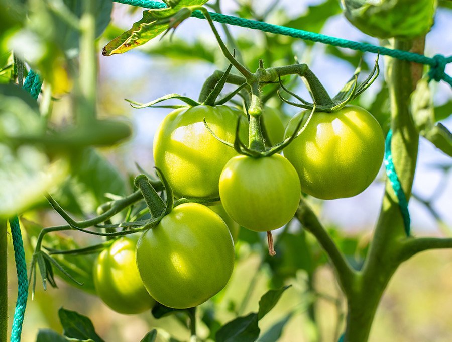 Esta planta de tomates está llena de tomates verde que todavía no han madurado. Son pequeños y no están listos para ser recolectados.