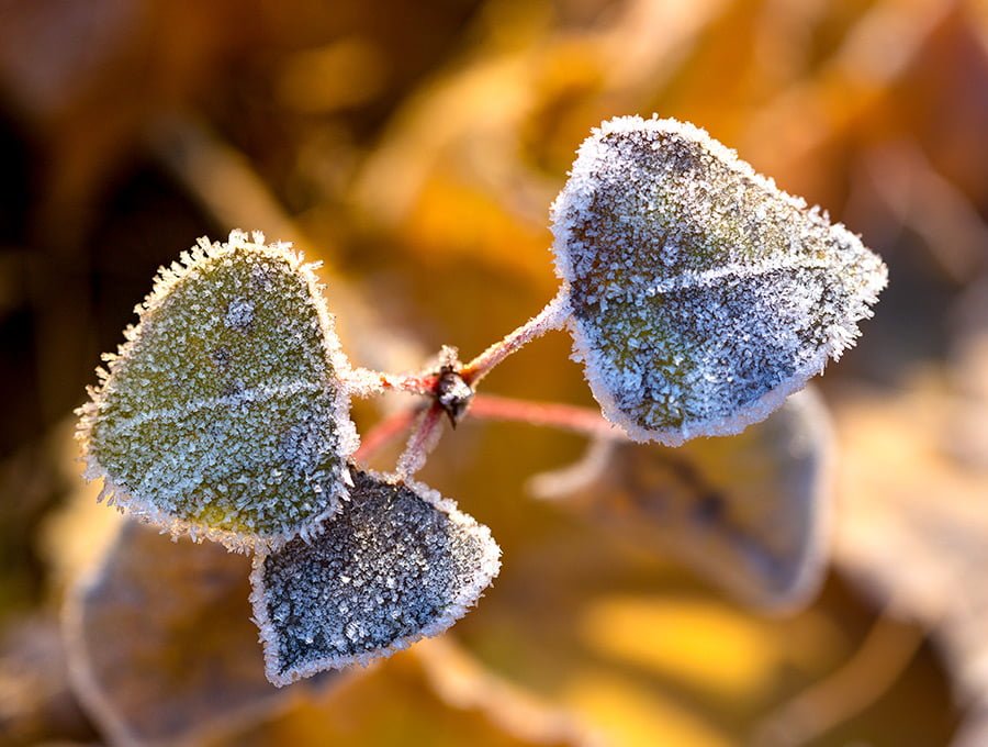 Esta planta dentro de una maceta, tiene las hojas y el tallo cubiertos de escarcha. Ha hecho mucho frío por la noche y le ha caido una helada fuerte.