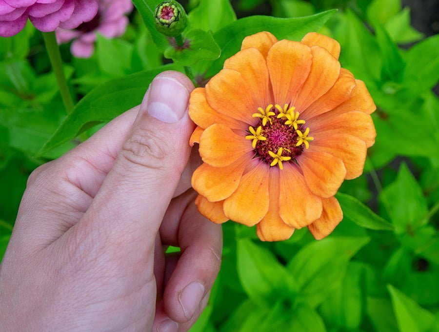 Este hombre está tocando una flor de cinia de color naranja con los dedos.