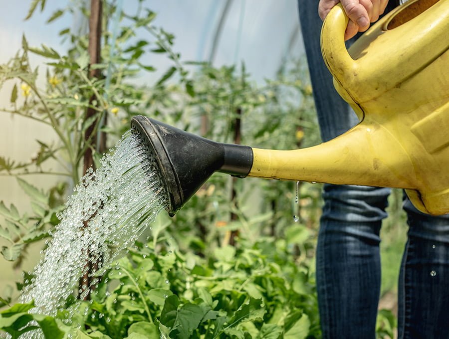 Esta mujer está utilizando una regadera amarilla de plástico para regar el huerto. Ahora está dándole un poco de agua a las tomateras.
