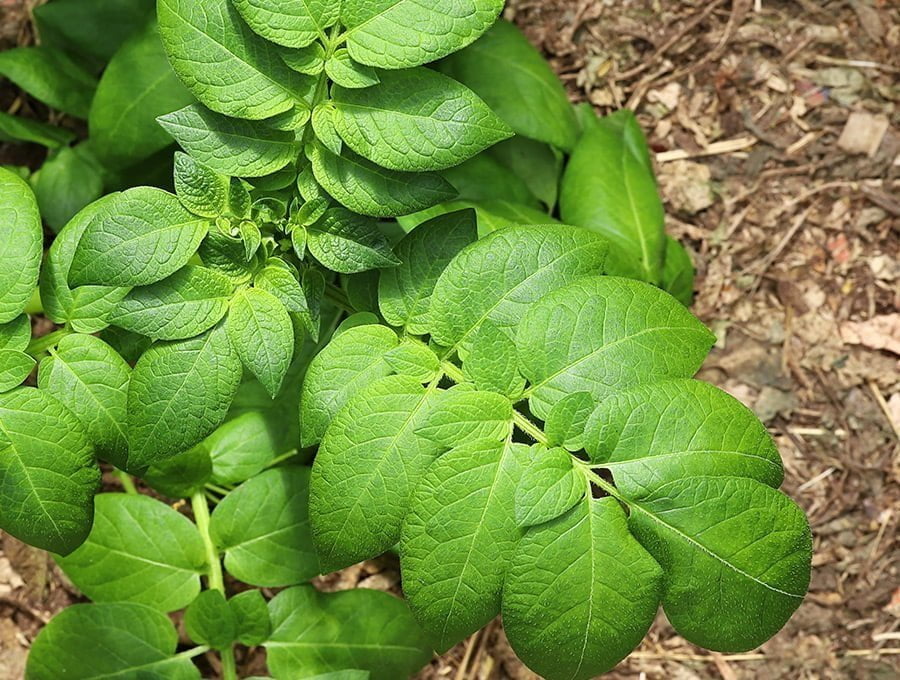 Planta de patatas vista desde arriba. Tieme todas las hojas verdes, se nota que está bien cuidada. Está plantada en una huerta.
