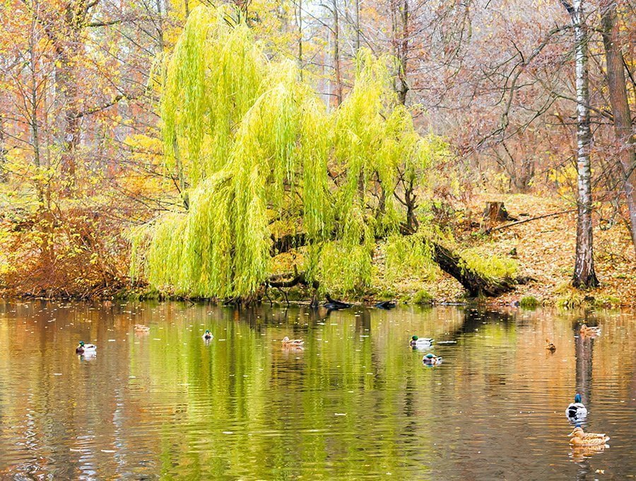 Un pequeño sauce llorón con las ramas caídas tocando el agua del estanque. Hay patos en el agua.