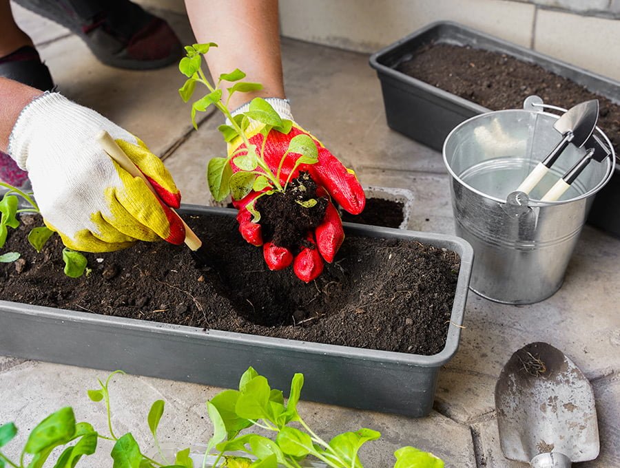 Esta persona está poniendo algunas plántulas de petunia en una jardinera de tamaño medio. Utiliza guantes para no mancharse las manos de tierra.