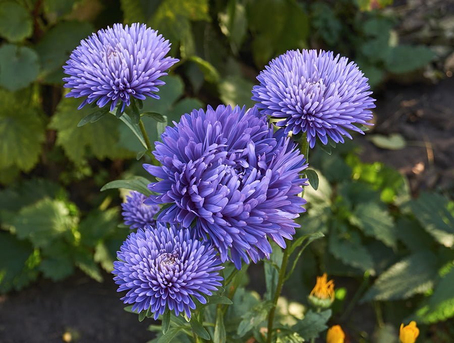 Planta de aster con flores violetas azuladas en un jardin. Está muy bien cuidada.