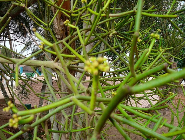 Un Euphorbia Tirucalli de grandes dimensiones.