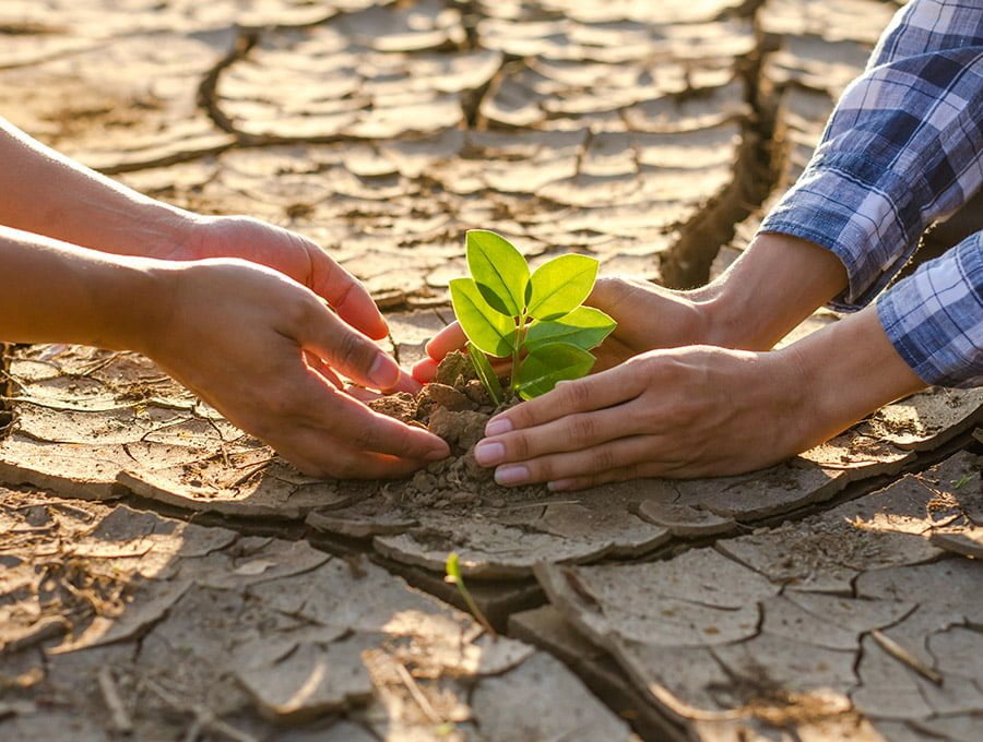 Dos personas plantando una planta en un terreno seco golpeado por la escasa lluvia de la zona.