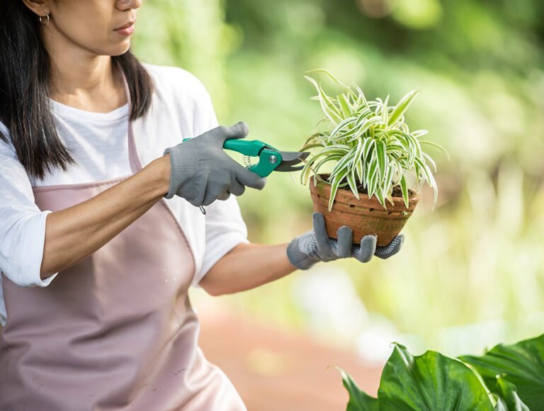 Esta mujer está podando una planta que tiene en una maceta pequeña.