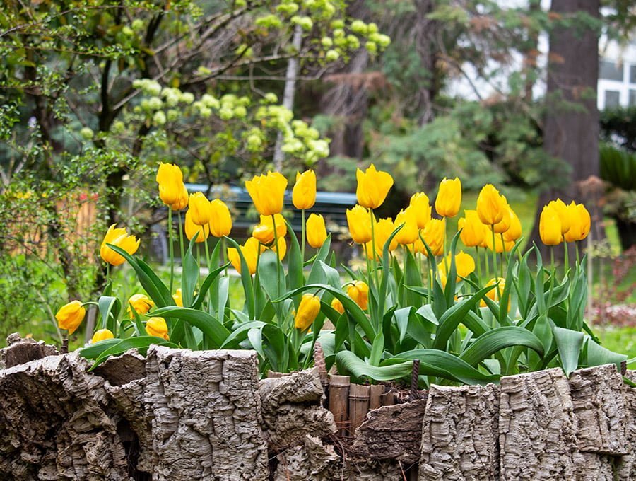 Un parterre con tulipanes. Está rodeado por cortezas de tronco de pino.