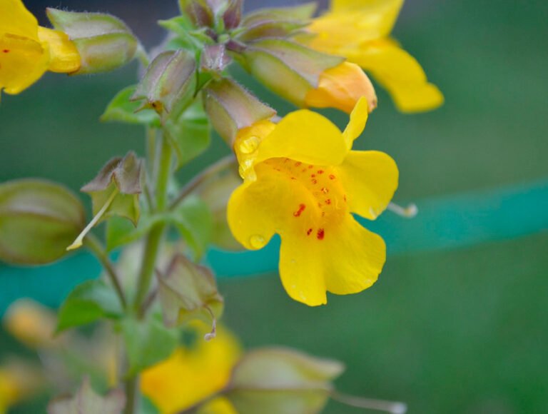 Una planta con flores del mono de color amarillo.