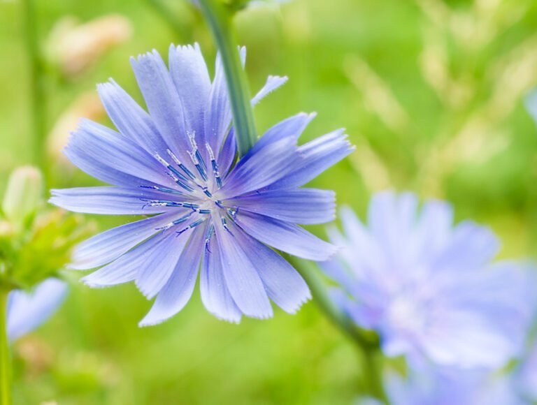 Una planta de achicoria con flores azuladas.