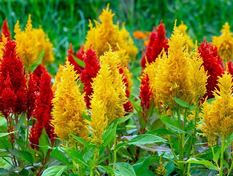 Las flores amarillas y rojas de una planta de celosía.