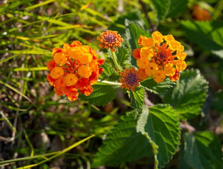 Una planta de lantana con las flores de color naranja.