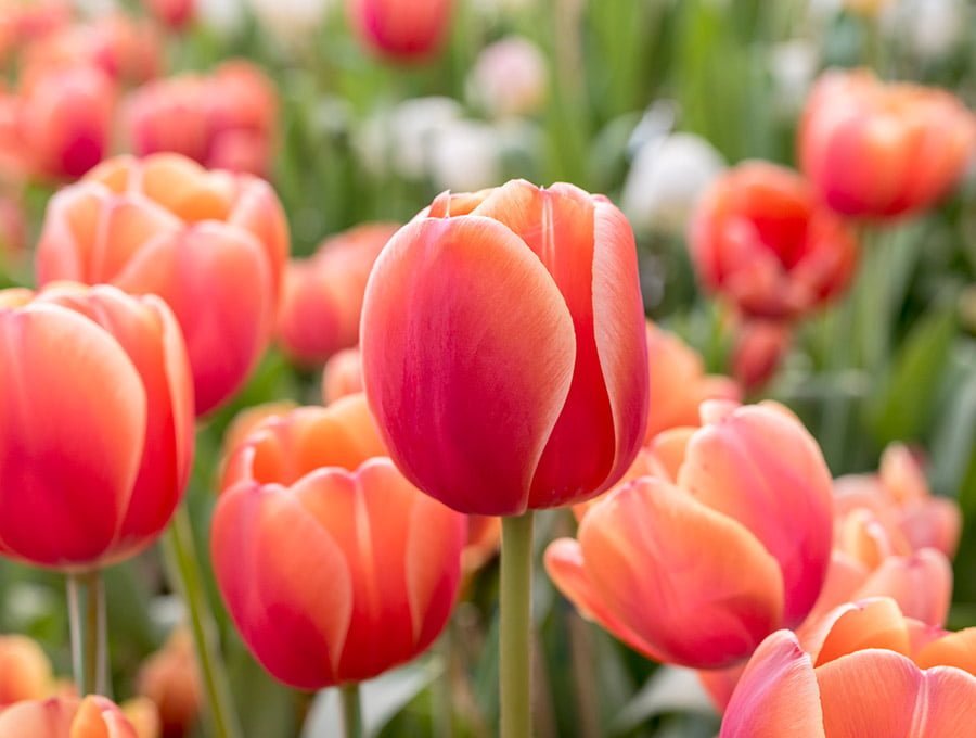 Muchos tulipanes en una pradera.