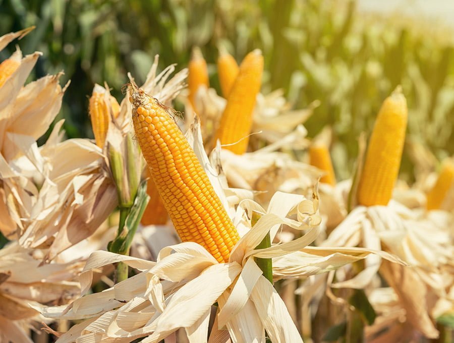 Vista de un cultivo de maíz en méxico.