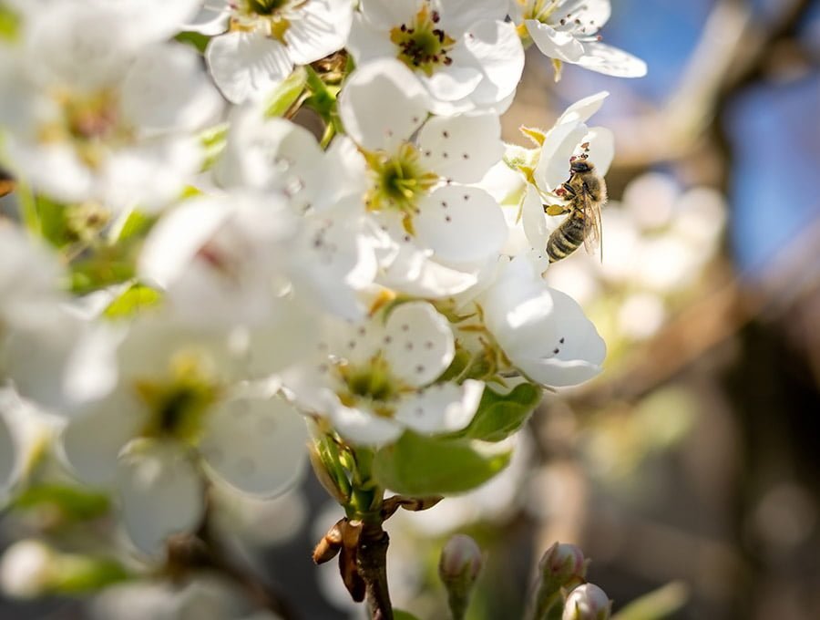 Una abeja polinizadora se posa en una flor de color blanco del jardín.